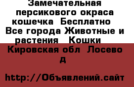 Замечательная персикового окраса кошечка. Бесплатно - Все города Животные и растения » Кошки   . Кировская обл.,Лосево д.